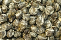 Jasmin Phönix Pearl