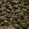 Honey Oolong
