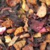 Rooibos