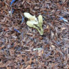 Rooibos