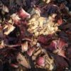 Ginger-Hibiskus Eistee