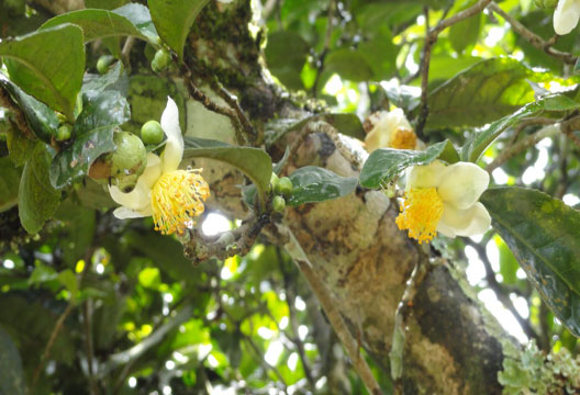 Camelia_Sinensis