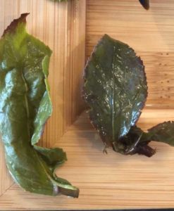Four_Seasons_oolong_blatt