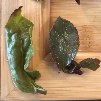 Four_Seasons_oolong_blatt