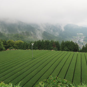 Japan-2018-Hoshino
