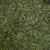 Sencha_Fukamushi_Bio