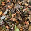Sunny_Day_Bio_White_Tea