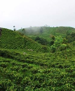 Teegarten_Nepal_Jun_Chiyabari