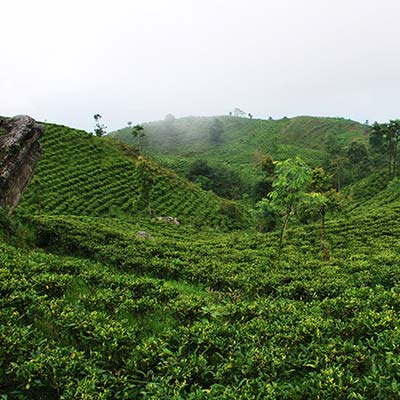 Teegarten_Nepal_Jun_Chiyabari