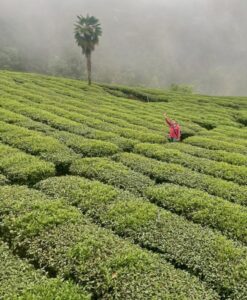 Yu Shan Oolong – Bild 2