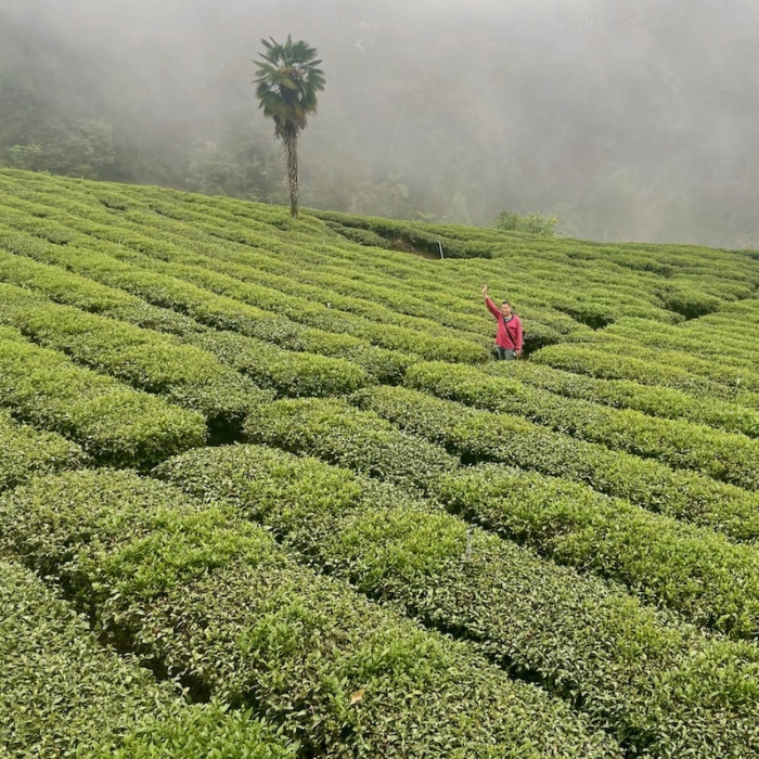 Yu Shan Oolong – Bild 2