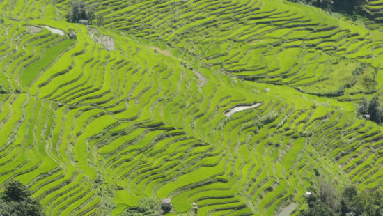 Reisterassen in Yuanyang